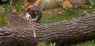 Professional Tree Removal Services in Farmington, MO