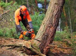 Best Residential Tree Removal  in Farmington, MO