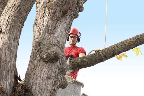 How Our Tree Care Process Works  in  Farmington, MO